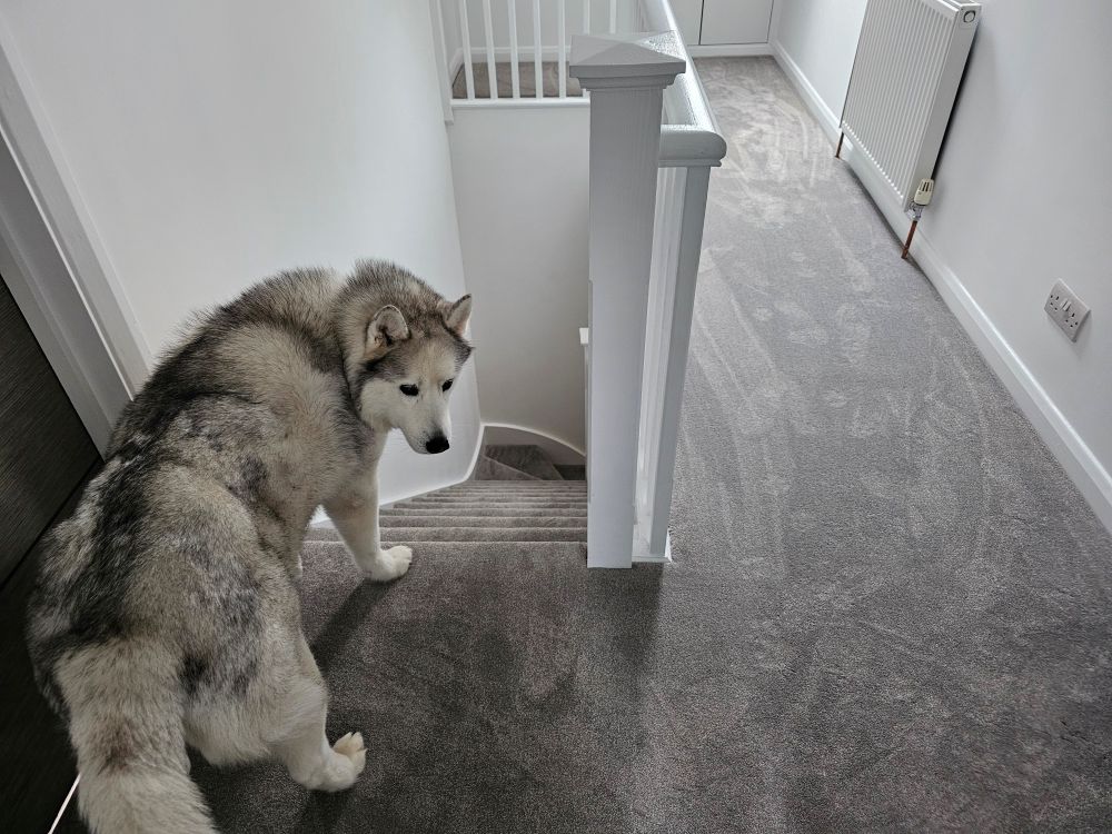 Recent carpet installation of Cormar Zenith Harbour Grey