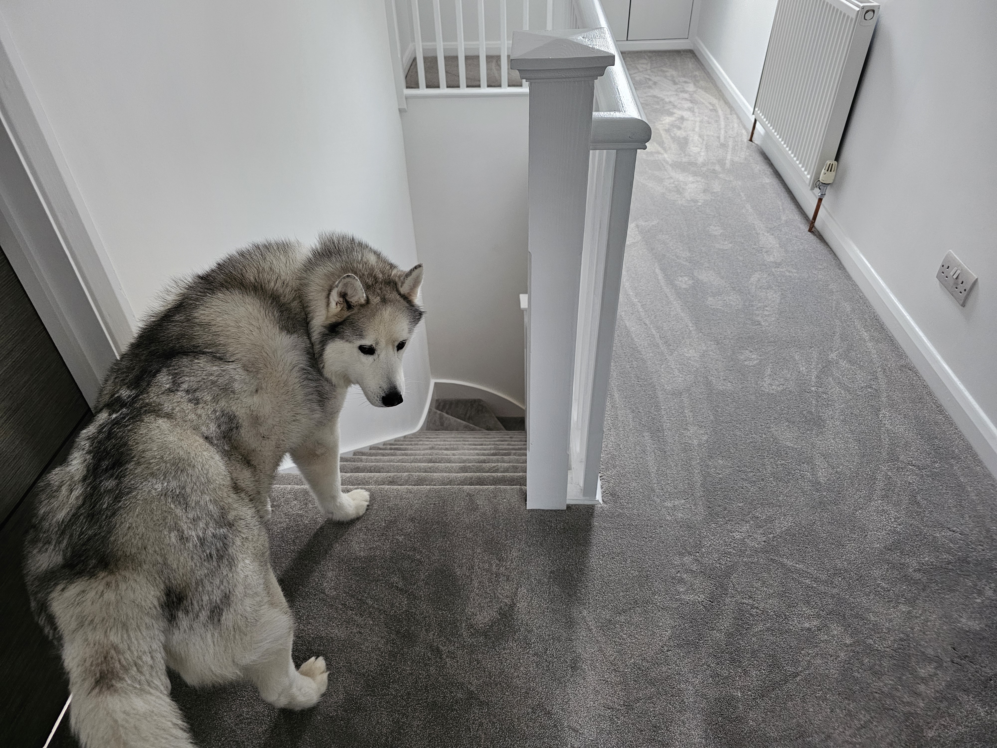 Carpet World London showroom in Chingford E4 – recent flooring jobs gallery